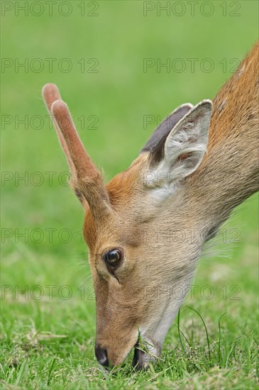 Manchurian sika deer (Cervus nippon hortulorum) with velvet antlers in summer, captive, Germany,