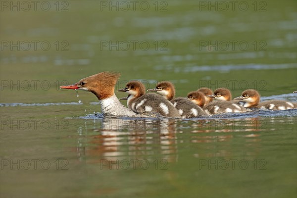 Common mergansers (mergus merganser), female swimming and carrying babies on her back, La Mauricie
