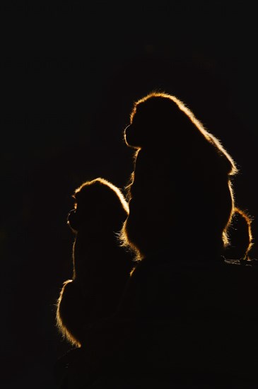 Djelada or gelada baboon (Theropithecus gelada), female in backlight, captive, occurrence in