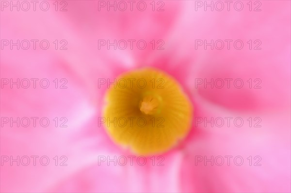 Mandevilla (Dipladenia sanderi, Mandevilla sanderi), detail of flower, ornamental plant, North