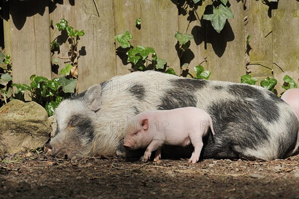 Goettingen minipig (Sus scrofa f. domestica), sow and piglet, North Rhine-Westphalia, Germany,