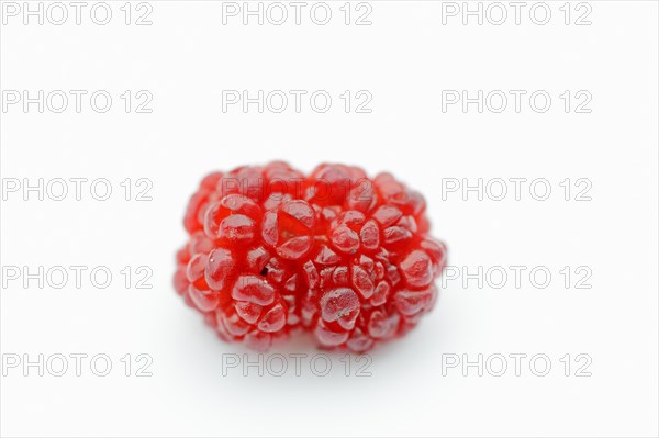 Strawberry spinach (Chenopodium foliosum, Blitum virgatum), fruit on a white background, vegetable