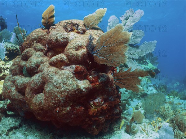Dead stony coral overgrown with common sea fan (Gorgonia ventalina), dive site John Pennekamp Coral