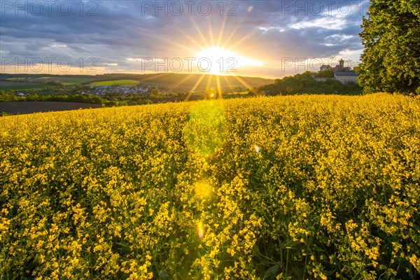 Landscape at sunrise. Beautiful morning landscape with fresh yellow rape fields in spring. Small