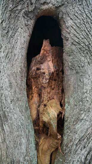 Deadwood structure Cave in deciduous forest, view of cave in the process of formation, important