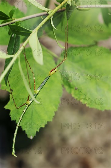 Turquoise stick insect or Peleng stick insect (Myronides sp. Peleng), female, captive, native to