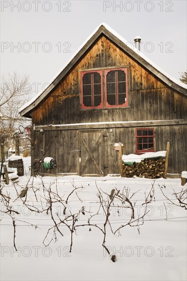 Vitis labrusca, Grapevine plantation and old wooden rustic barn with red trimmed windows in