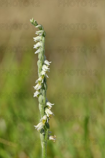 Autumn helleborine (Spiranthes spiralis), autumn helleborine, small orchids, very rare, flowering