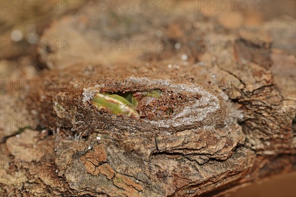 Sallow kitten moth (Furcula furcula), caterpillar building cocoon, North Rhine-Westphalia, Germany,