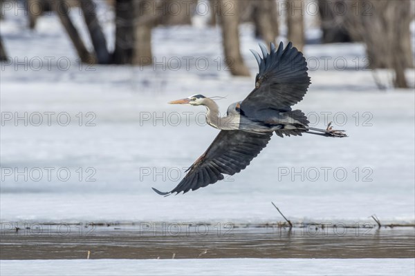 Great-blue heron (ardea herodias) in flight over a river, forest of Yamachiche, province of Quebec,