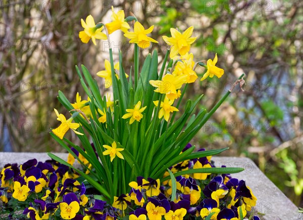 Daffodils (Narcissus pseudonarcissus) and pansies (Viola tricolor)