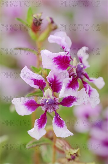 Quiverflower 'Vienco Lavender' (Cuphea llavea), flowers, ornamental plant, North Rhine-Westphalia,