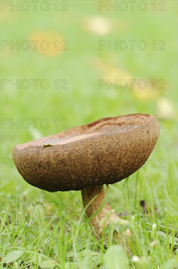 Common birch mushroom or birch bolete (Leccinum scabrum, Boletus scaber), North Rhine-Westphalia,