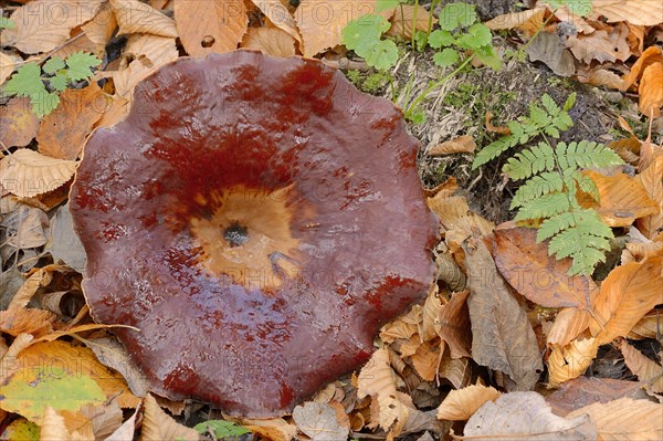 Chestnut-brown stem porling or black-red porling (Picipes badius, Polyporus badius), autumn, North