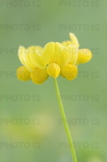 Bird's-foot trefoil (Lotus corniculatus), flowers with dewdrops, North Rhine-Westphalia, Germany,