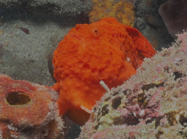 Longlure frogfish (Antennarius multiocellatus), dive site Pauls Reef, Riviera Beach, Florida, USA,