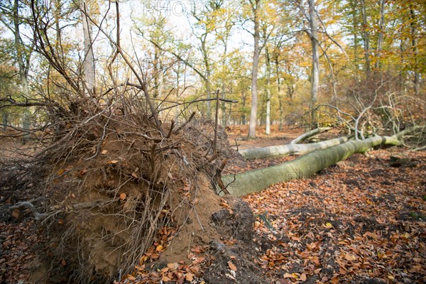 Deadwood structure in deciduous forest, root plates and lying deadwood, important habitat for