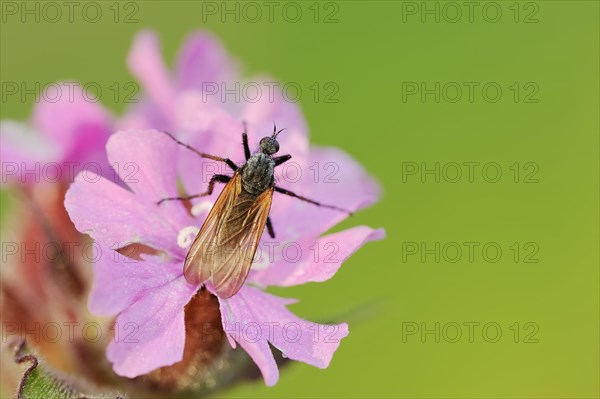 Empis tessellatav (Empis tessellata) on a flower of the red campion (Silene dioica), flowers, North