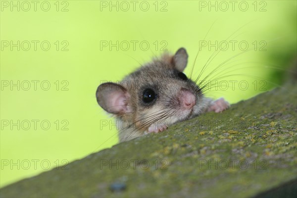Edible dormouse (Glis glis) looking curiously over the parapet of a hunter's stand, Allgaeu,
