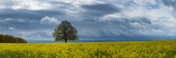 Lime tree (Tilia) on the Hoedinger Berg, Hoedingen, Lake Constance district, Upper Swabia,