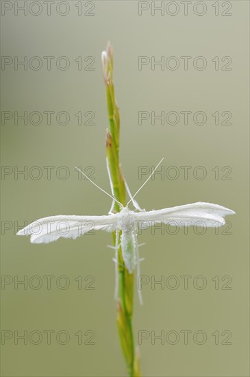 White bindweed moth or sloe ghost (Pterophorus pentadactyla, Pterophorus pentadactylus), North