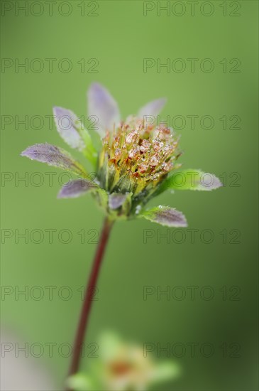 Black-fruited two-tooth (Bidens frondosa, Bidens melanocarpus), flower, North Rhine-Westphalia,