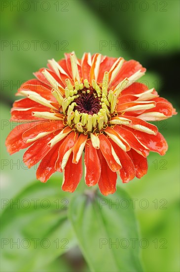 Zinnia (Zinnia elegans, Zinnia violacea), flower, ornamental plant, North Rhine-Westphalia,