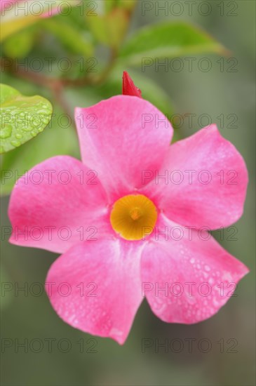 Mandevilla (Dipladenia sanderi, Mandevilla sanderi), flower, ornamental plant, North