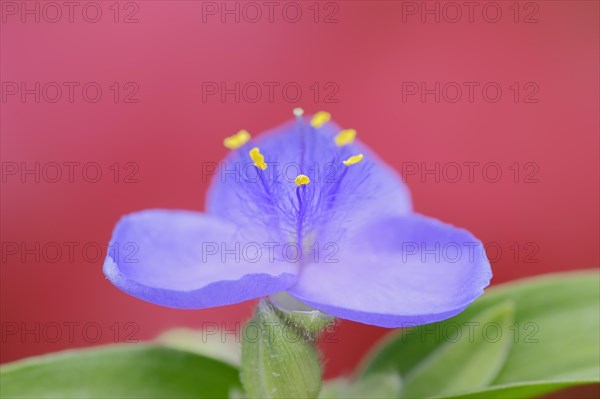 Garden three-master flower (Tradescantia andersoniana), flower, ornamental plant, North