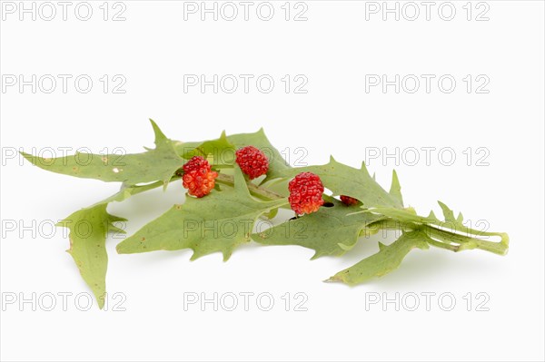 Strawberry spinach (Chenopodium foliosum, Blitum virgatum), leaves and fruits on a white