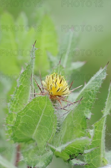 Benedict's weed (Centaurea benedicta, Cnicus benedictus), flower, medicinal plant, North