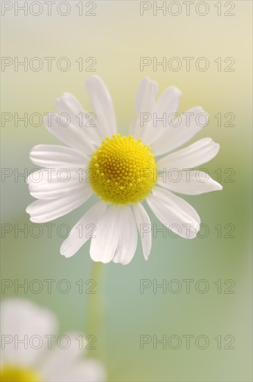 Chamomile (Matricaria recutita, Matricaria chamomilla), flower, medicinal plant, North