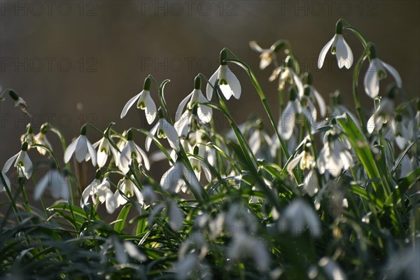 Snowdrops in late winter in the Hunsrueck near Niederwoerresbach, Rhineland-Palatinate, Germany,