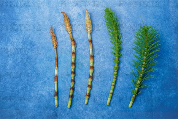 Fresh branches of the medicinal plant horsetail, Equisetum arvense, used for health care, freshly