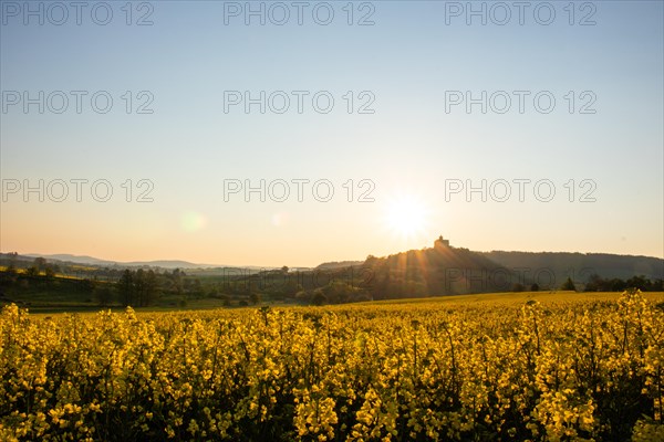 Landscape at sunrise. Beautiful morning landscape with fresh yellow rape fields in spring. Small