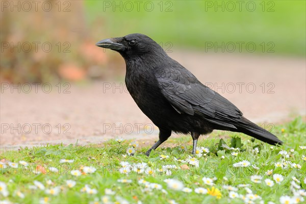 Raven crow (Corvus corone corone), in daisy meadow, lawn, Rosensteinpark Stuttgart,