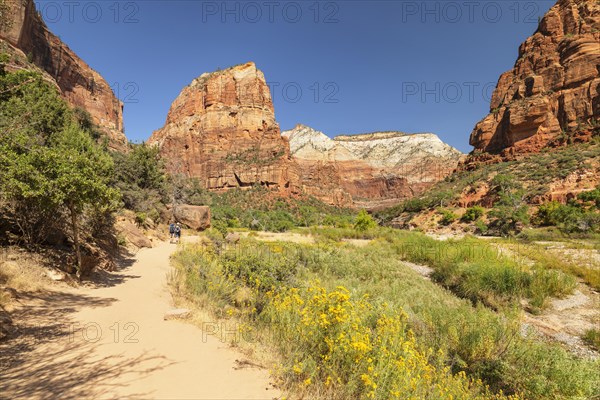 Hikers on the Angels Landing Trail, Zion National Park, Colorado Plateau, Utah, USA, Zion National
