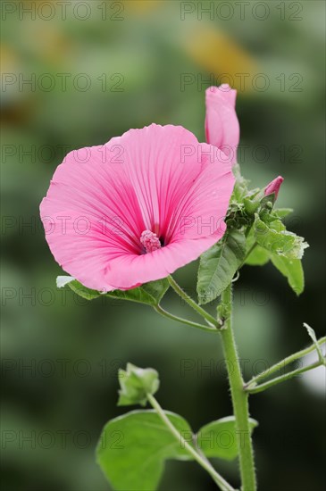 Annual mallow (Lavatera trimestris), flower, ornamental plant, North Rhine-Westphalia, Germany,