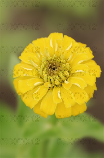 Zinnia (Zinnia elegans, Zinnia violacea), flower, ornamental plant, North Rhine-Westphalia,