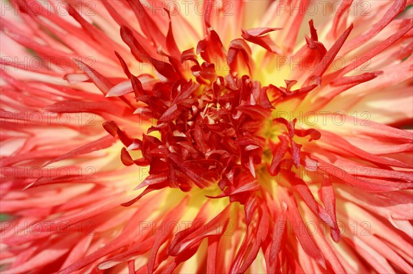 Dahlia 'Karen' (Dahlia Hybride), detail of flower, ornamental plant, North Rhine-Westphalia,