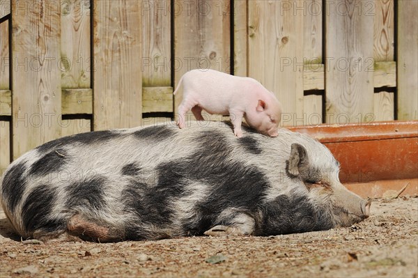 Goettingen minipig (Sus scrofa f. domestica), sow and piglet, North Rhine-Westphalia, Germany,