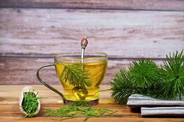 Infusion of horsetail Equisetum arvense, medicinal plant for health care with fresh branches just