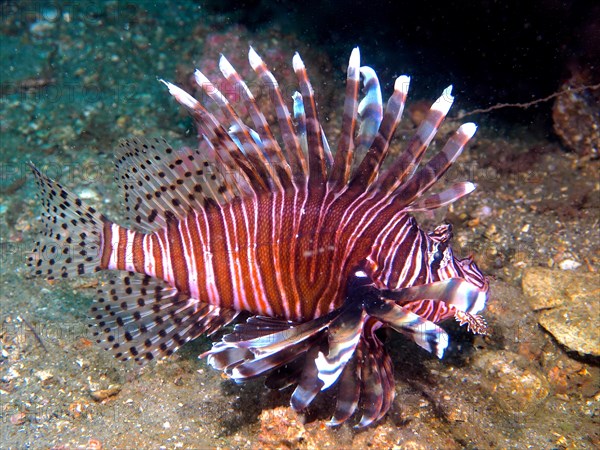 Pacific red lionfish (Pterois volitans), invasive species, dive site Anna's Reef, Destin,
