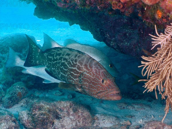 Black grouper (Mycteroperca bonaci), John Pennekamp Coral Reef State Park dive site, Key Largo,