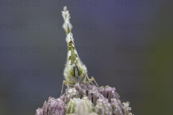 Orange tip butterfly (Anthocharis cardamines) adult male resting on a garden Allium flower in