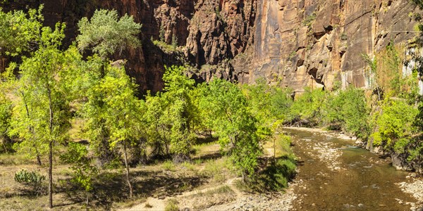Riverside Walk, Temple of Sinawava, Zion National Park, Colorado Plateau, Utah, USA, Zion National
