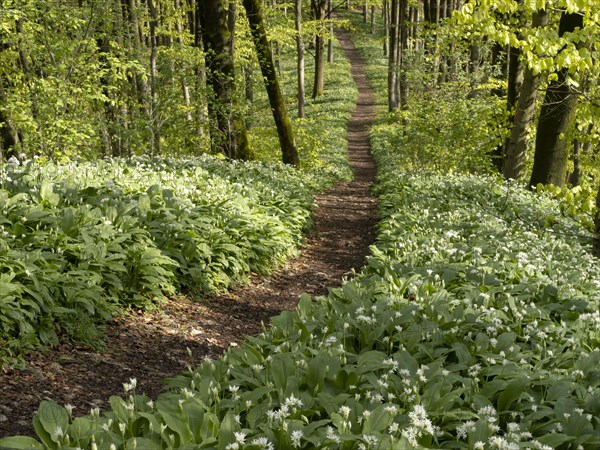 Hiking trail through the ramson (Allium ursinum) in spring through the beech forest, Teutoburg