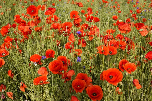 Poppy flowers (Papaver rhoeas), Baden-Wuerttemberg, Red poppies with a hint of green blowing in the