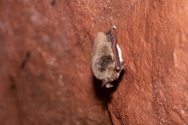 Daubenton's bat (Myotis daubentonii), hibernating in a cave, North Rhine-Westphalia, Germany,
