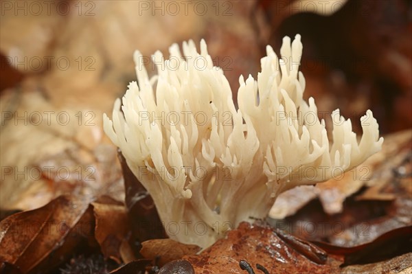 Comb-shaped coral or comb coral (Clavulina coralloides, Clavulina cristata), North